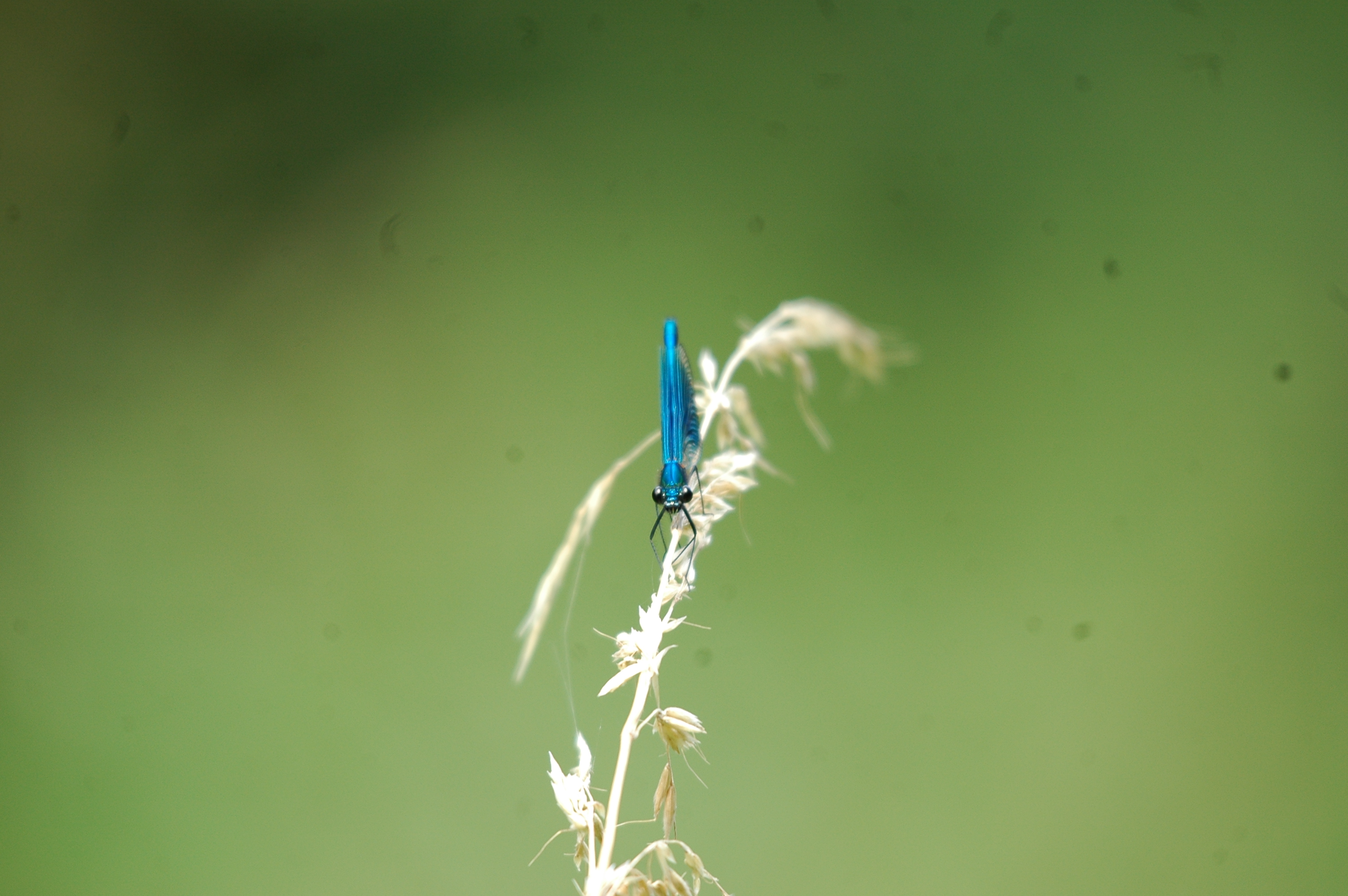 photos/wildlife/Invertebrate_Species/Dragonflies/Common Blue Damselfy/dsc_2365.jpg